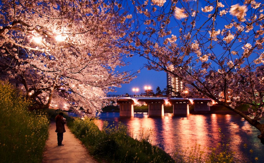 Detail Lihat Gambar Pemandangan Bunga Sakura Nomer 36