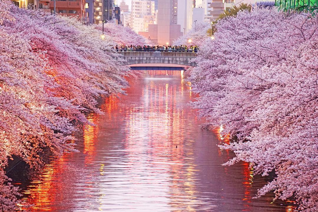 Detail Lihat Gambar Pemandangan Bunga Sakura Nomer 45