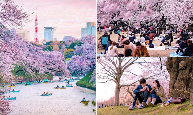 Detail Lihat Gambar Pemandangan Bunga Sakura Nomer 50