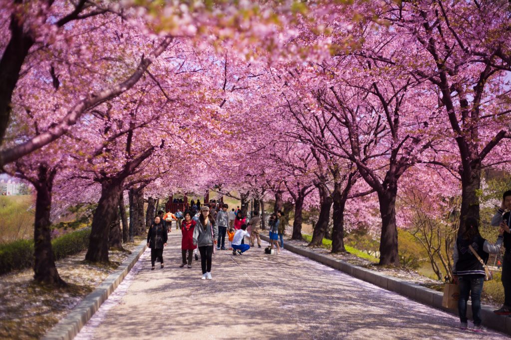Detail Lihat Gambar Pemandangan Bunga Sakura Nomer 52