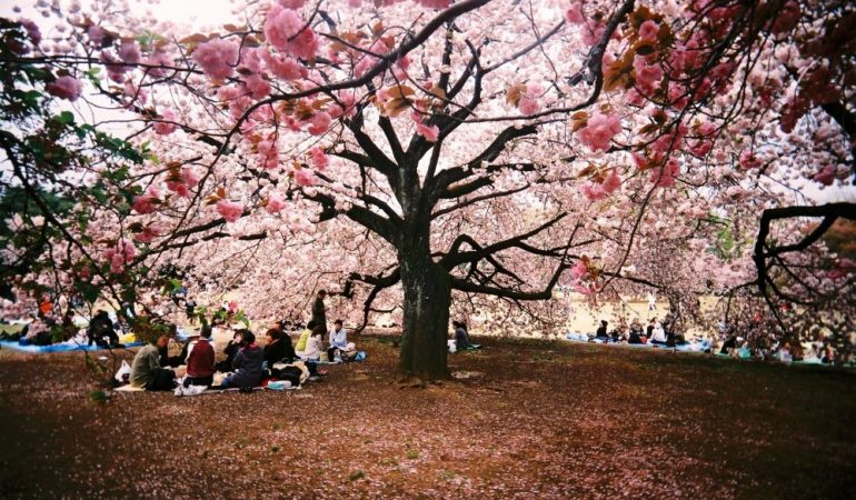 Detail Lihat Gambar Pemandangan Bunga Sakura Nomer 55