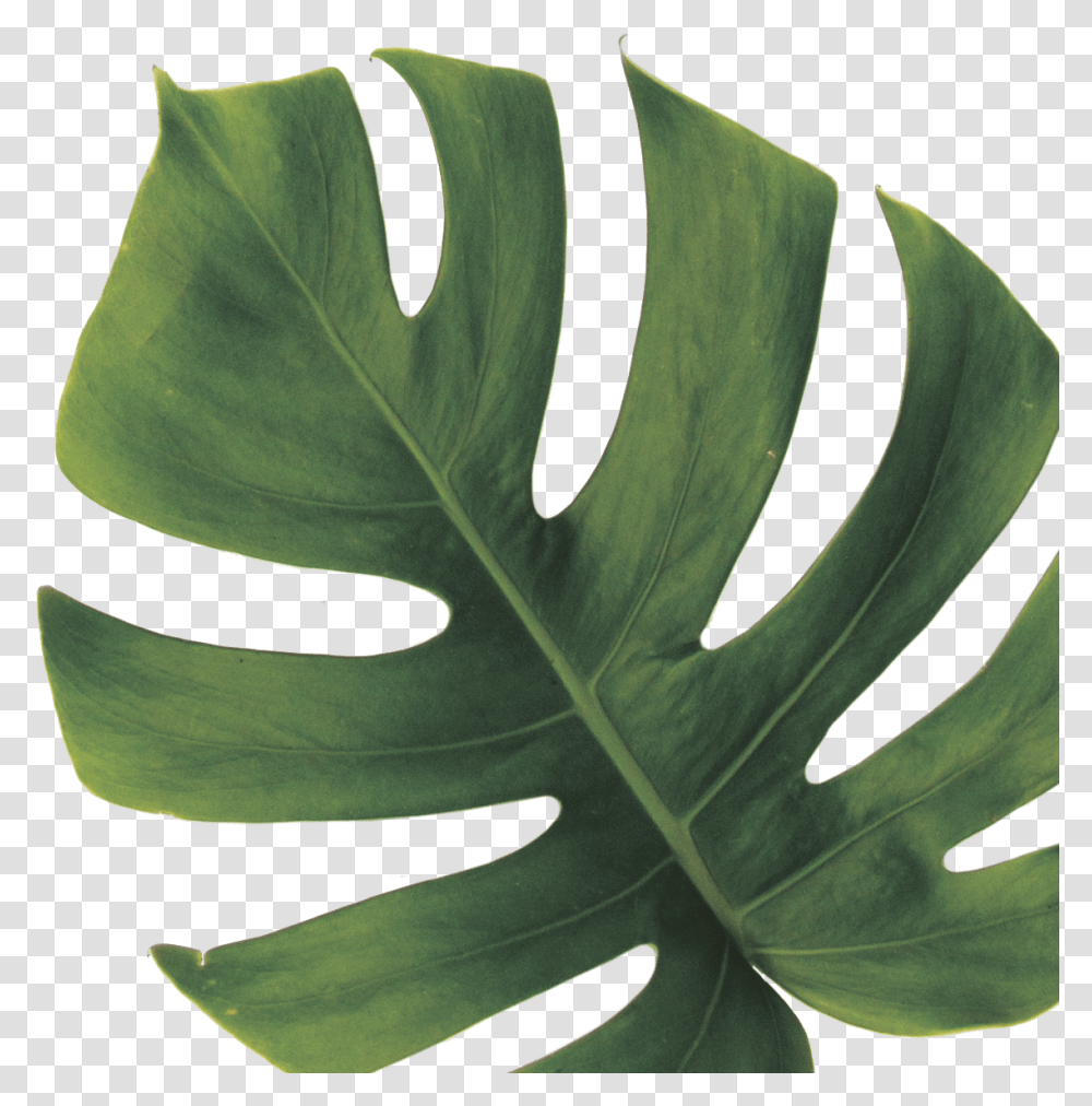 Detail Monstera Deliciosa Png Nomer 49