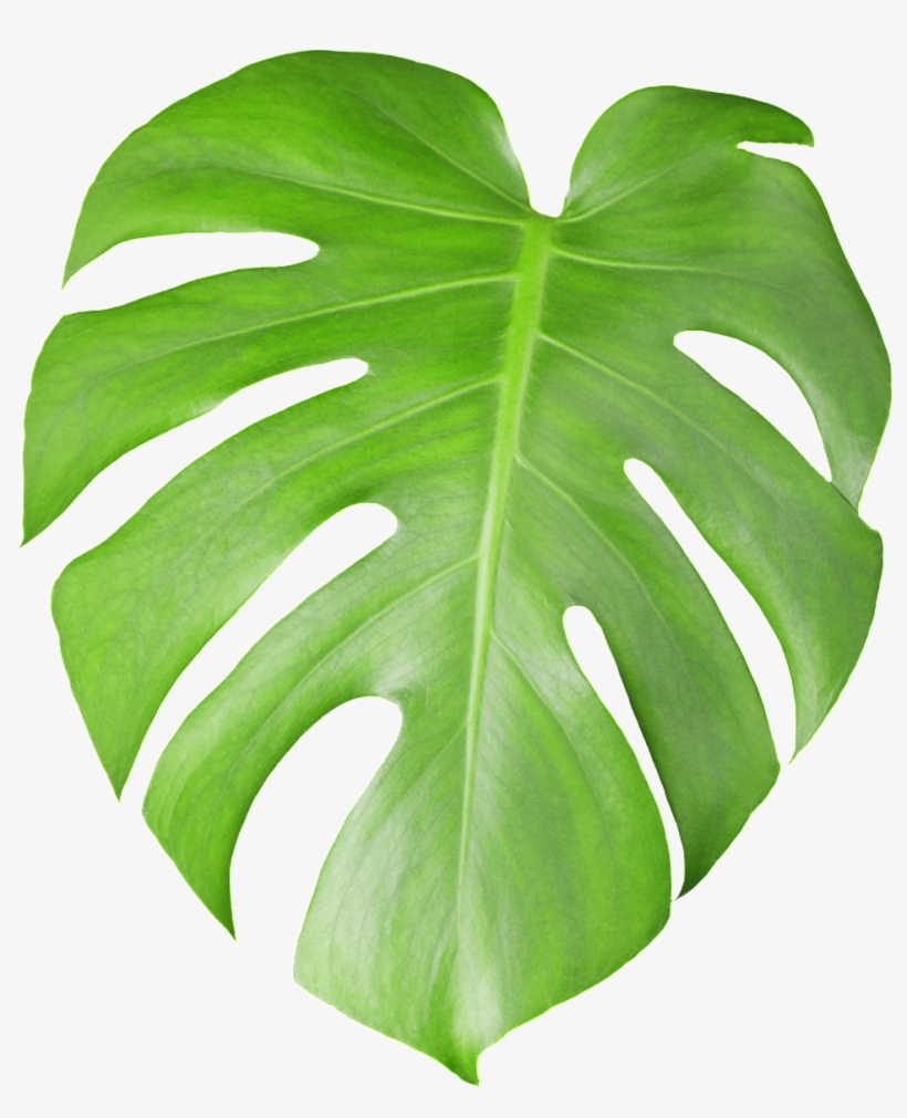 Detail Monstera Leaf Png Nomer 12