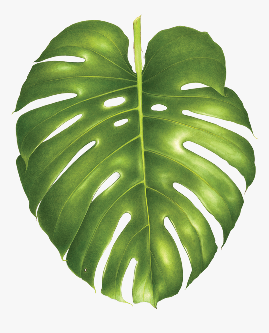 Detail Monstera Leaf Png Nomer 27