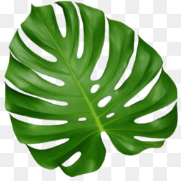 Detail Monstera Leaf Png Nomer 30