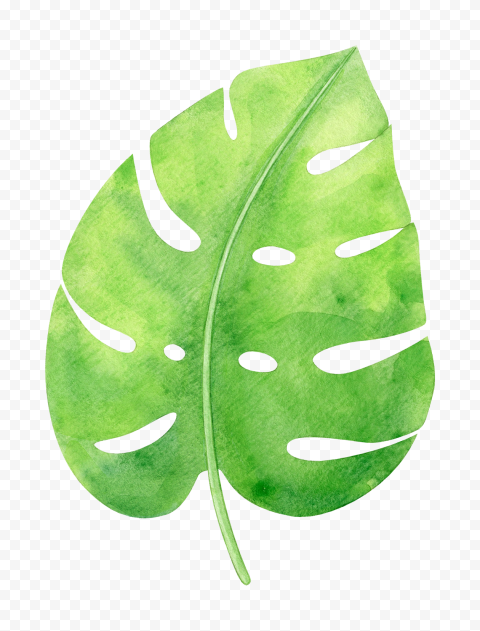 Detail Monstera Leaf Png Nomer 32