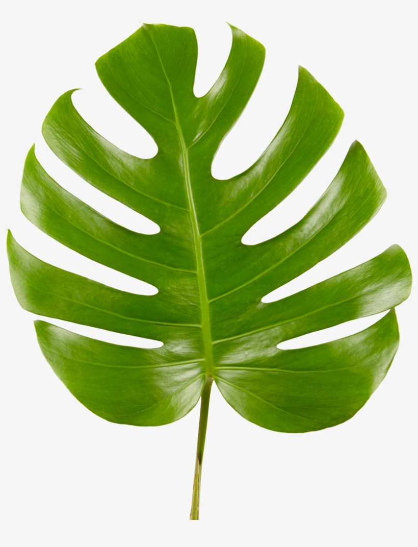 Detail Monstera Leaf Png Nomer 5