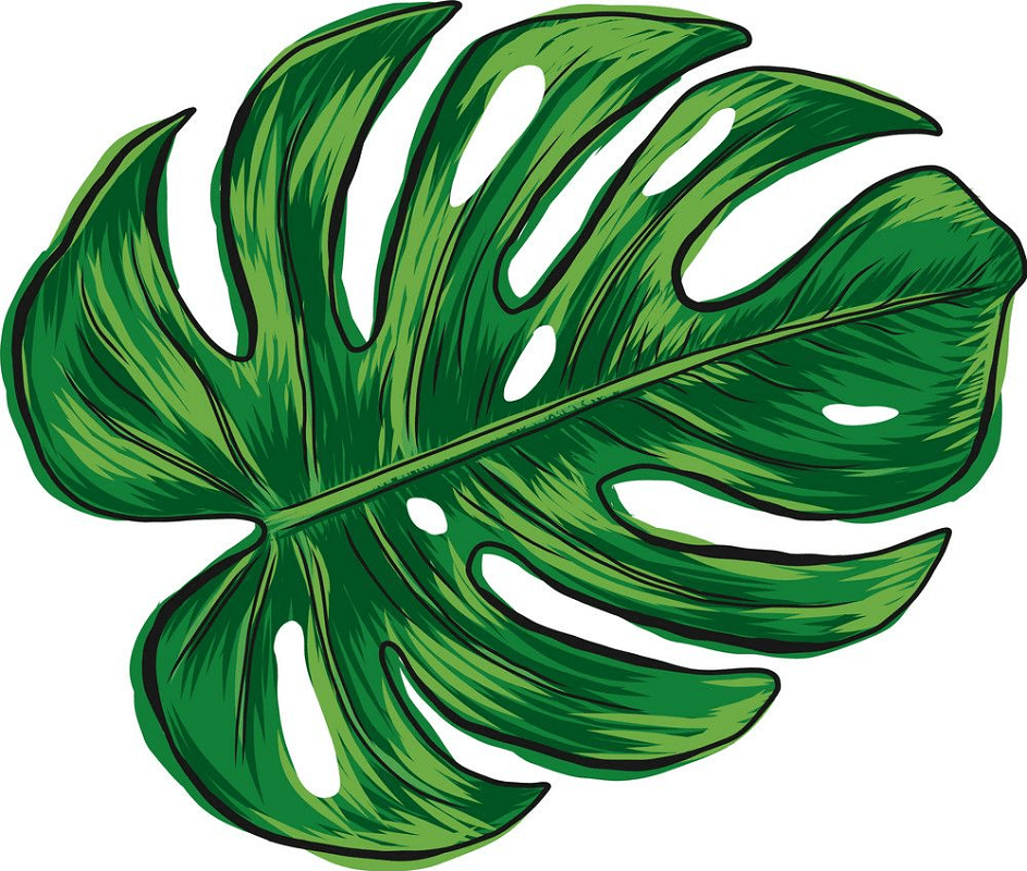 Detail Monstera Leaf Png Nomer 49