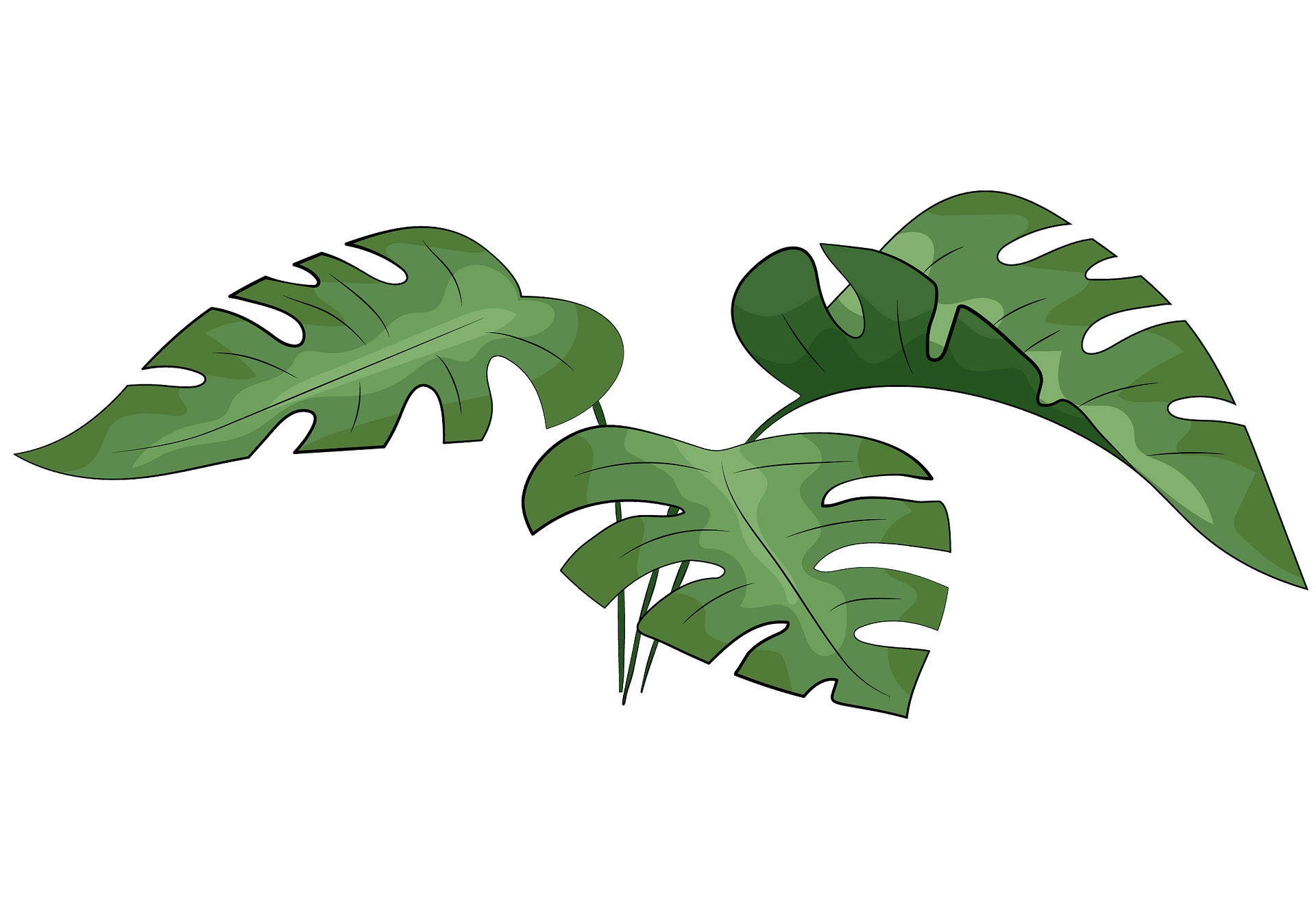 Detail Monstera Leaf Png Nomer 56