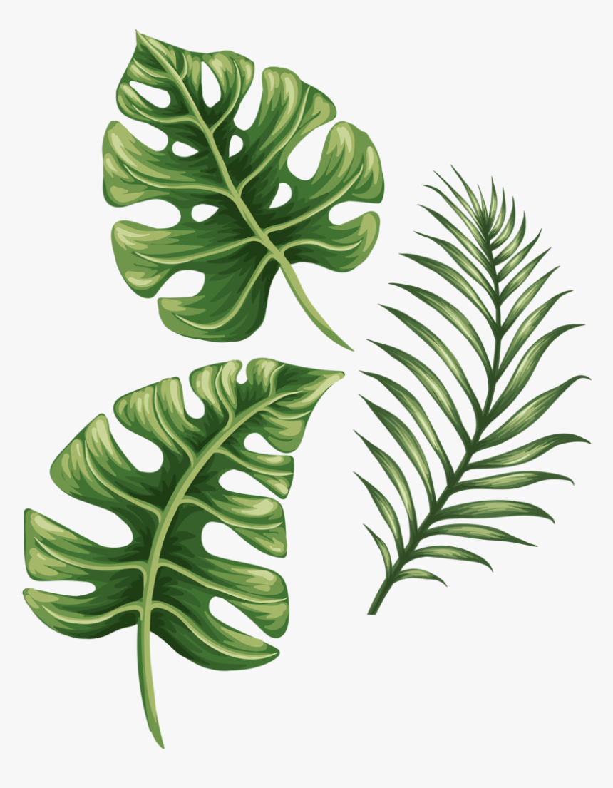 Detail Monstera Leaf Png Nomer 7