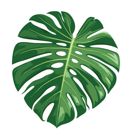 Detail Monstera Vector Png Nomer 20