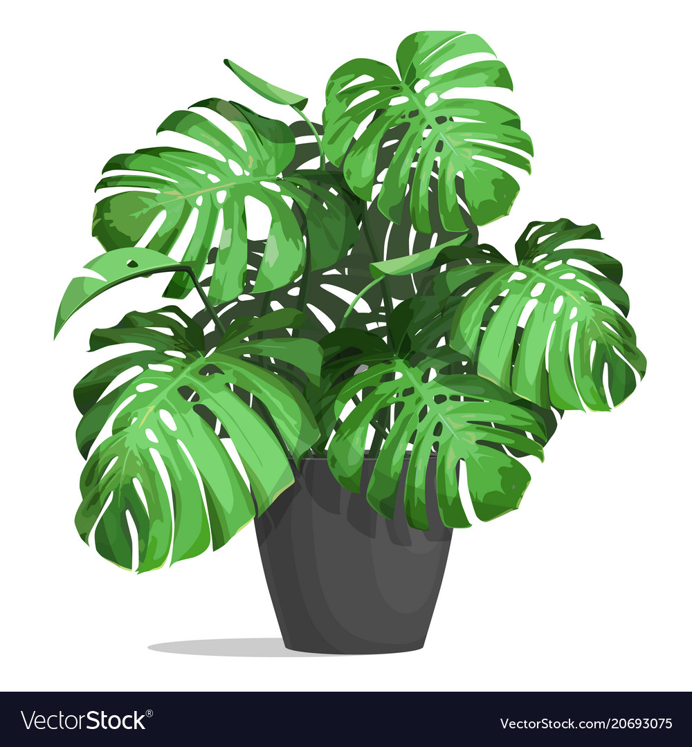 Detail Monstera Vector Png Nomer 9