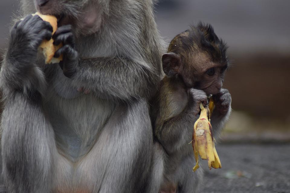 Detail Monyet Dan Pisang Nomer 54