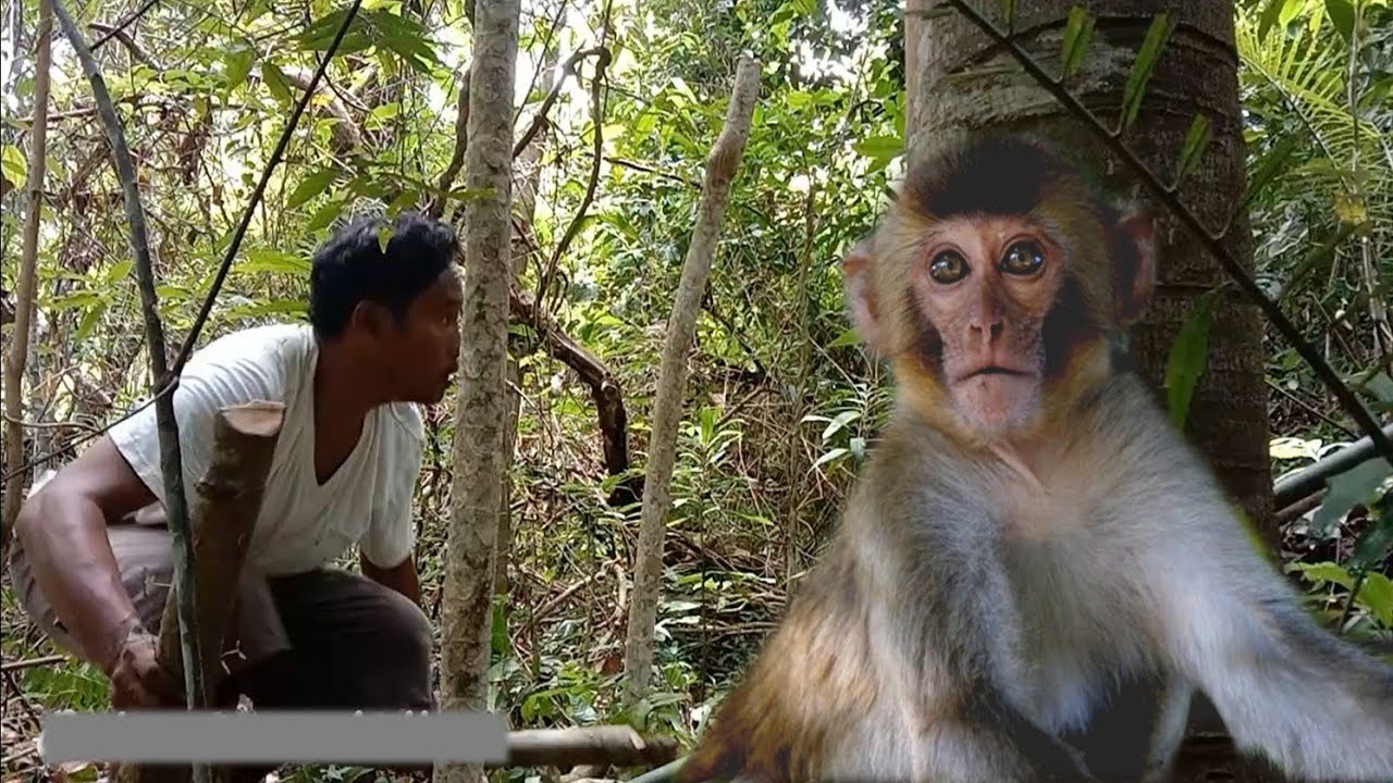 Detail Monyet Di Hutan Nomer 55