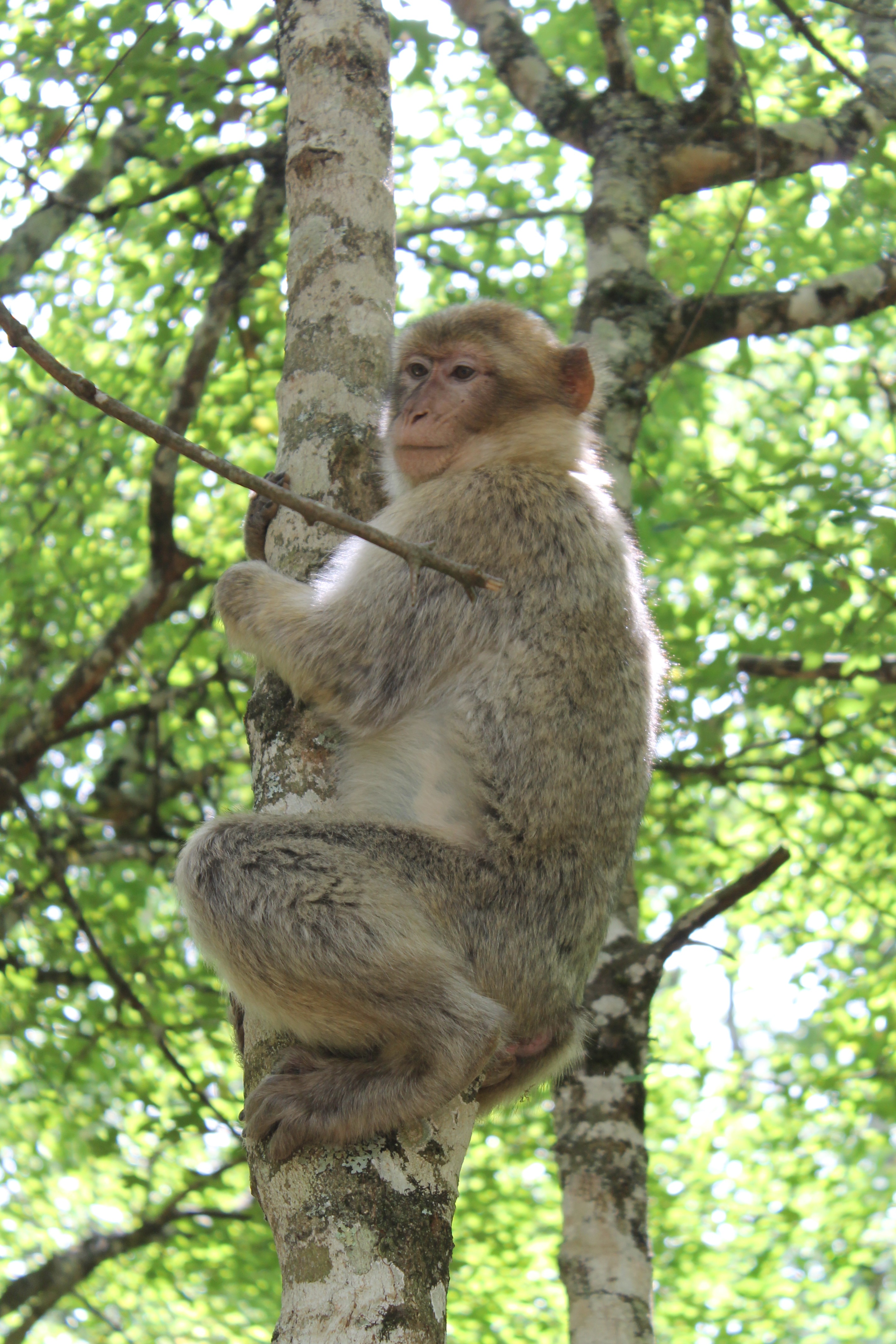 Detail Monyet Di Pohon Nomer 19