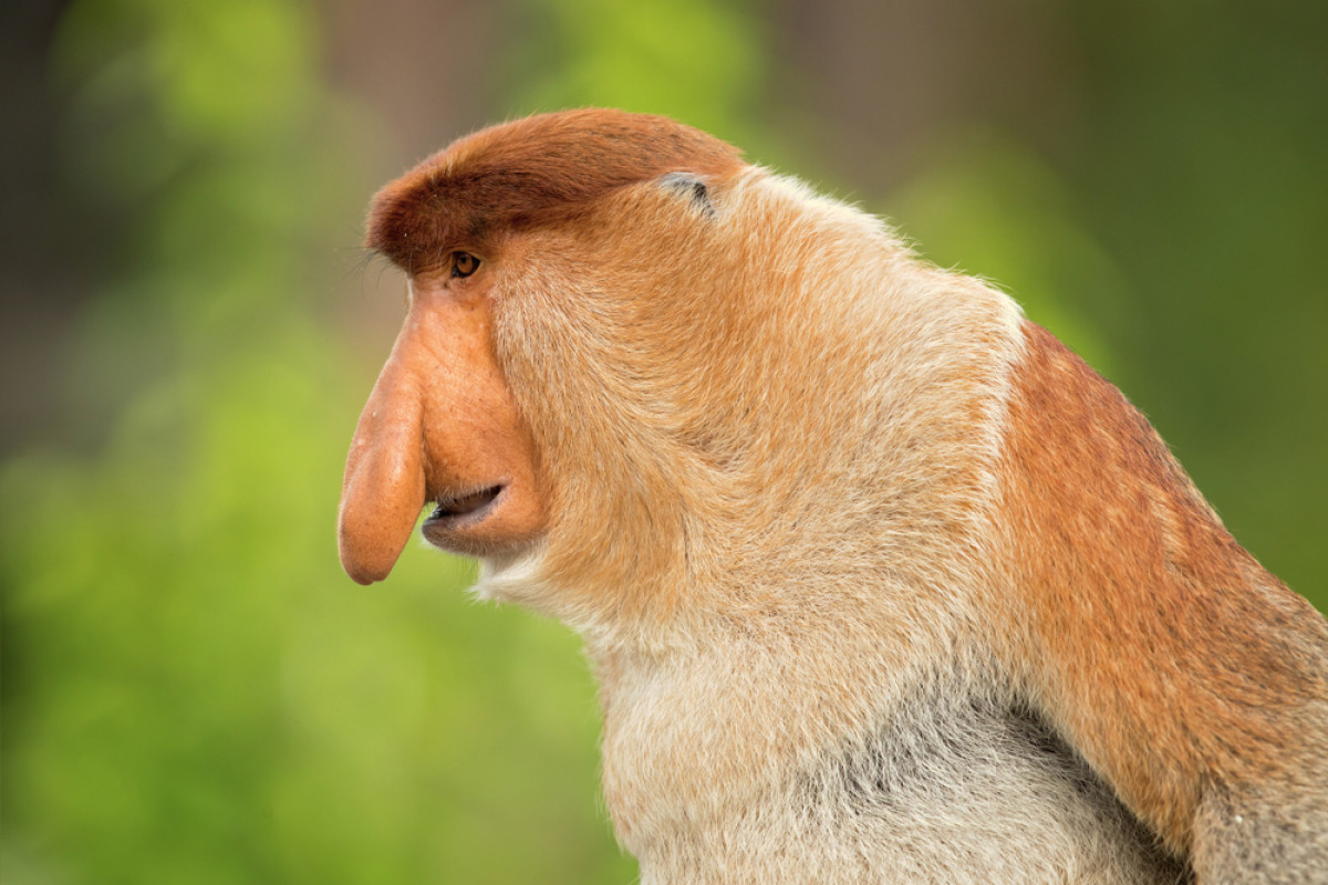 Detail Monyet Hidung Besar Nomer 6