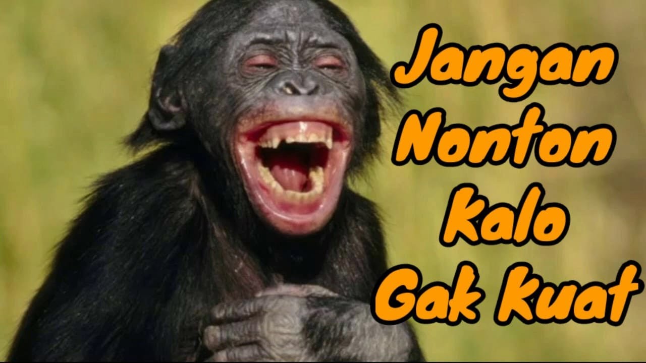 Detail Monyet Lucu Bikin Ngakak Nomer 18