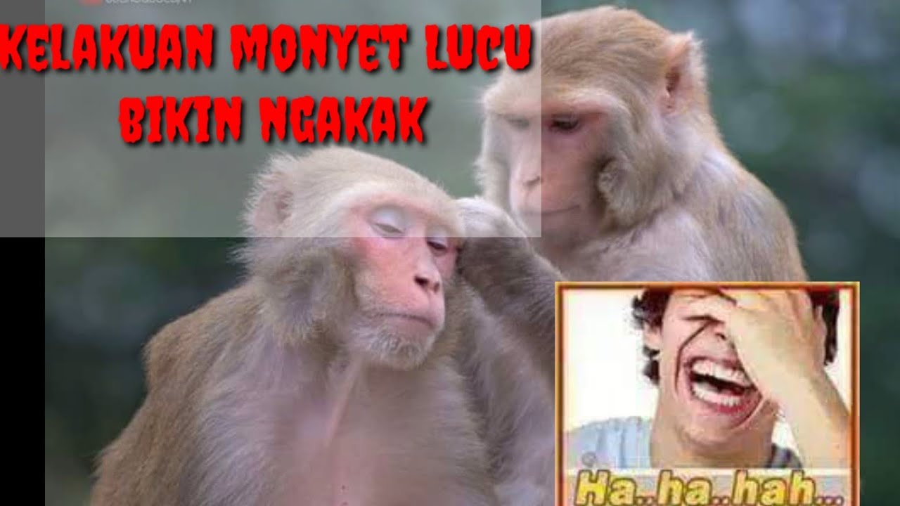 Detail Monyet Lucu Bikin Ngakak Nomer 29