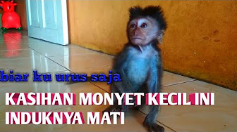 Detail Monyet Lucu Bikin Ngakak Nomer 36