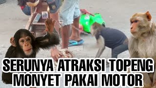 Detail Monyet Lucu Bikin Ngakak Nomer 44