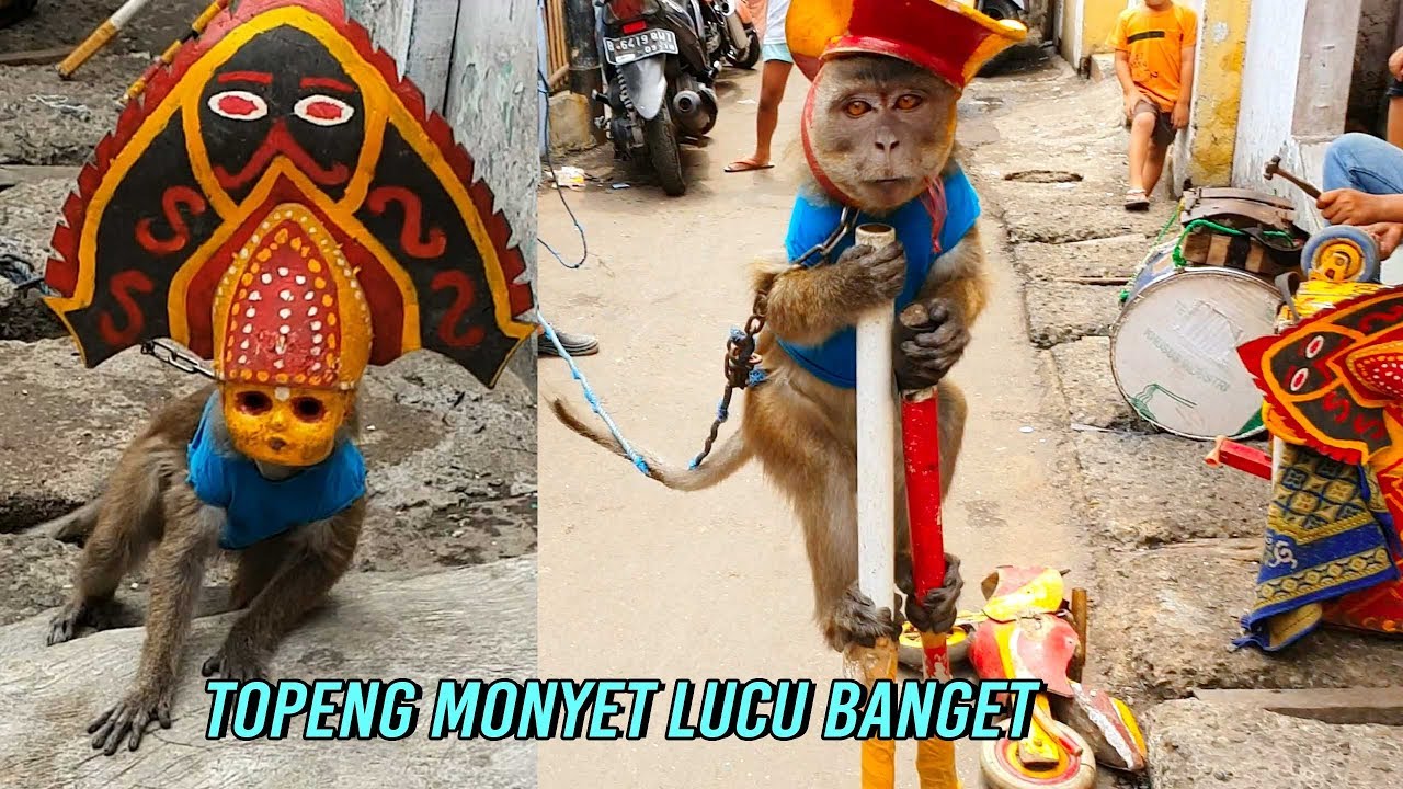 Detail Monyet Lucu Bikin Ngakak Nomer 50