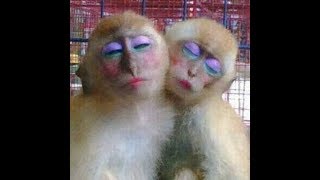 Detail Monyet Make Up Nomer 6