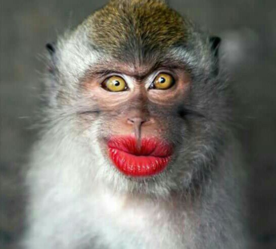 Monyet Pake Lipstik - KibrisPDR