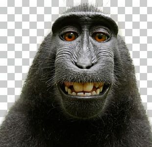 Detail Monyet Selfie Png Nomer 18
