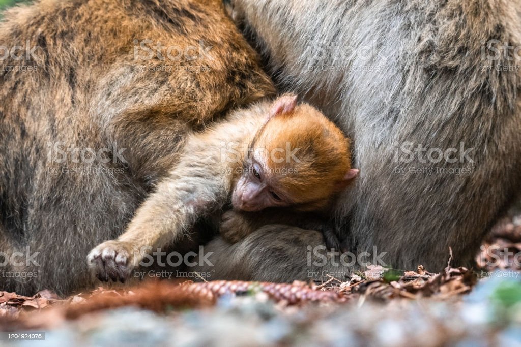 Detail Monyet Tidur Lucu Nomer 34