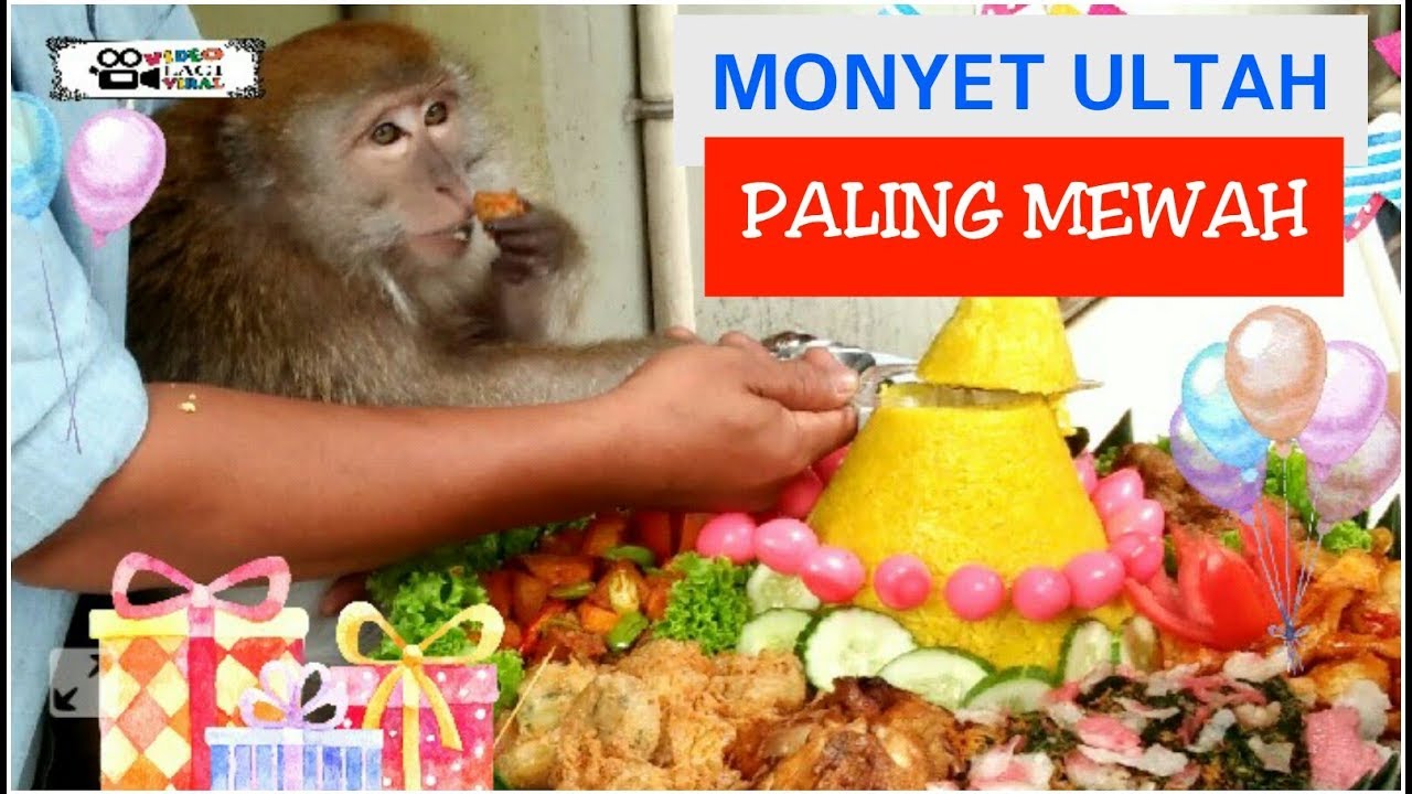 Monyet Ulang Tahun - KibrisPDR