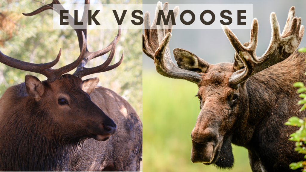 Detail Moose And Elk Pictures Nomer 11
