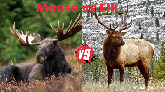 Detail Moose And Elk Pictures Nomer 12