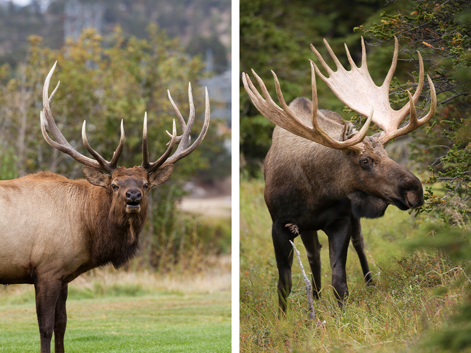 Detail Moose And Elk Pictures Nomer 17