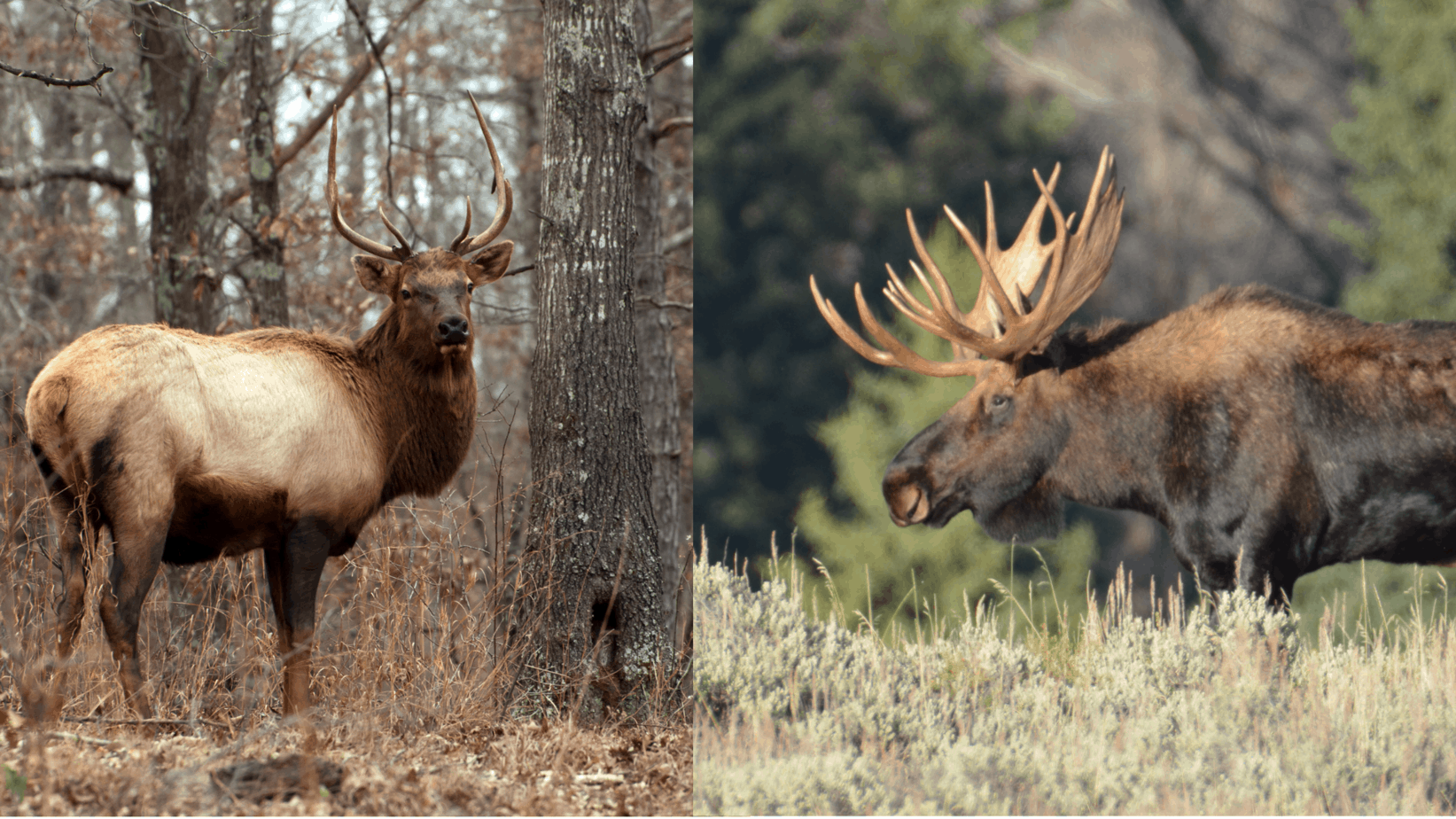 Detail Moose And Elk Pictures Nomer 18