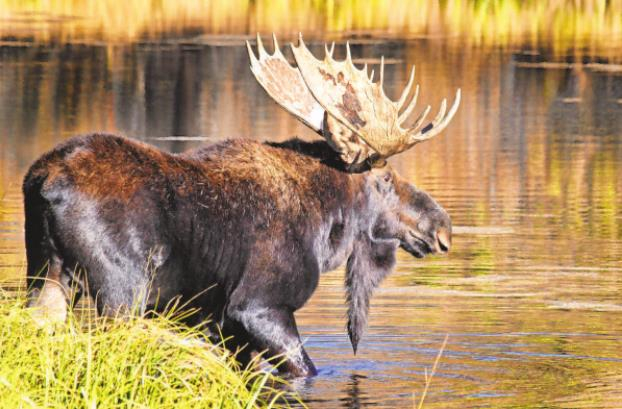 Detail Moose And Elk Pictures Nomer 3