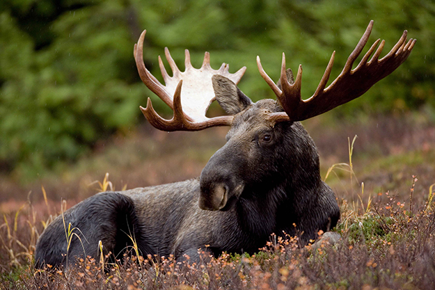 Detail Moose And Elk Pictures Nomer 19