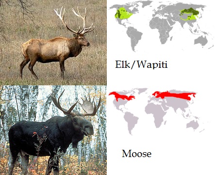 Detail Moose And Elk Pictures Nomer 20