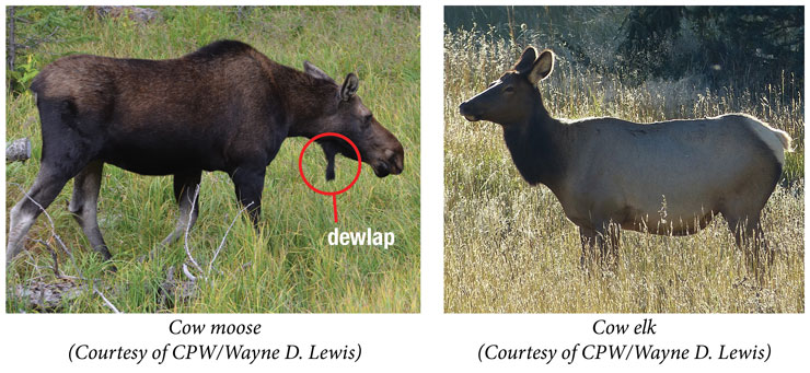 Detail Moose And Elk Pictures Nomer 24