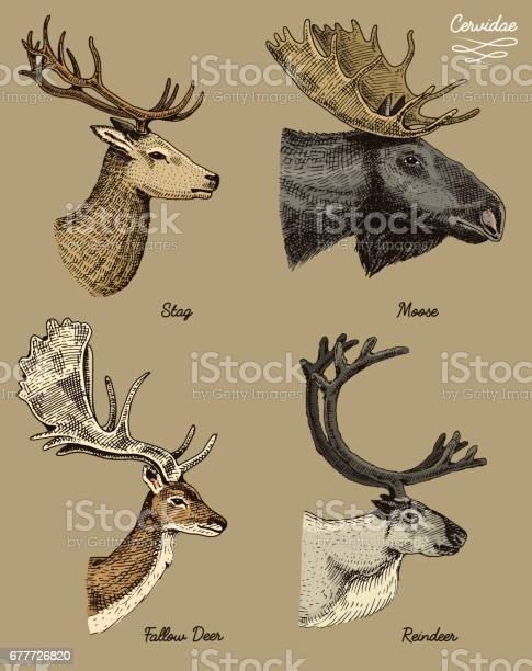 Detail Moose And Elk Pictures Nomer 26