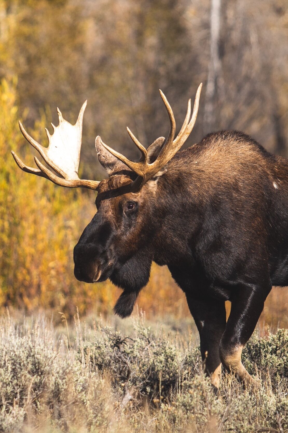 Detail Moose And Elk Pictures Nomer 29