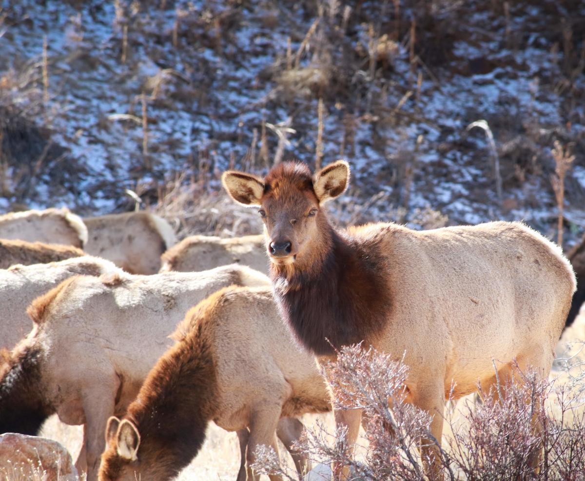 Detail Moose And Elk Pictures Nomer 31