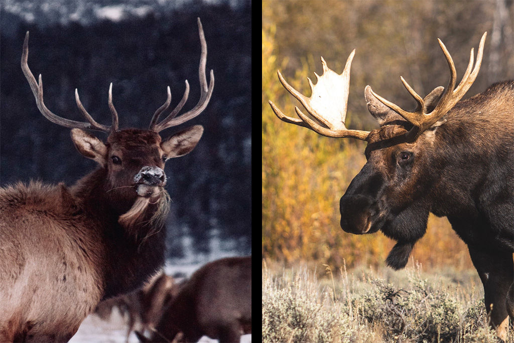 Detail Moose And Elk Pictures Nomer 5