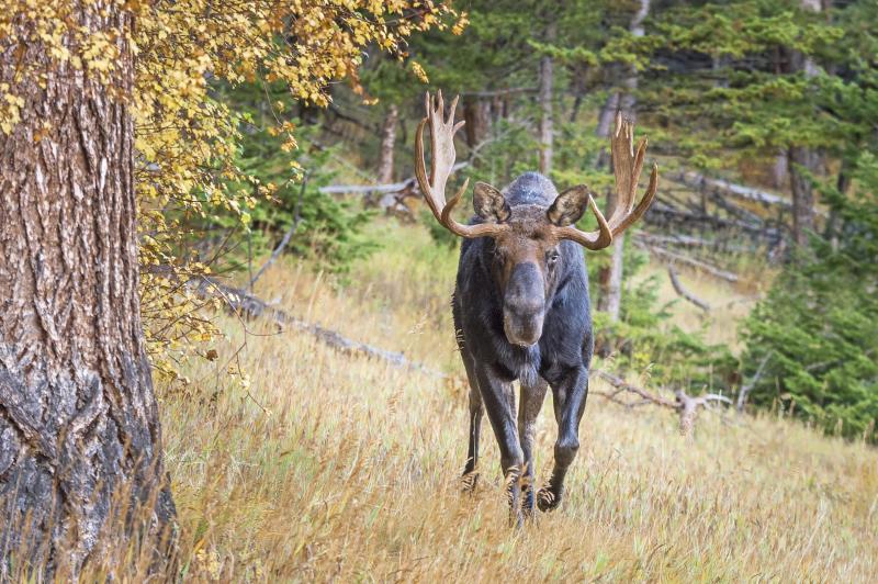 Detail Moose And Elk Pictures Nomer 39