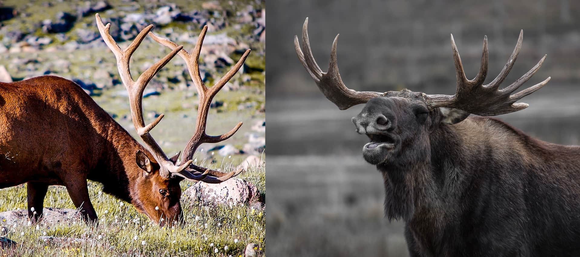 Detail Moose And Elk Pictures Nomer 41