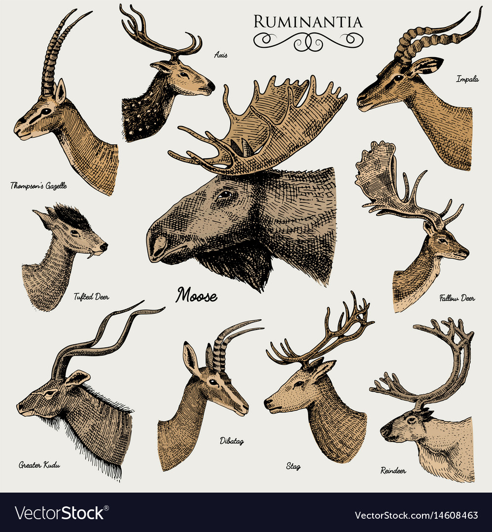 Detail Moose And Elk Pictures Nomer 45