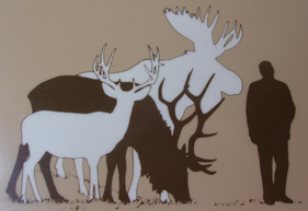 Detail Moose And Elk Pictures Nomer 53