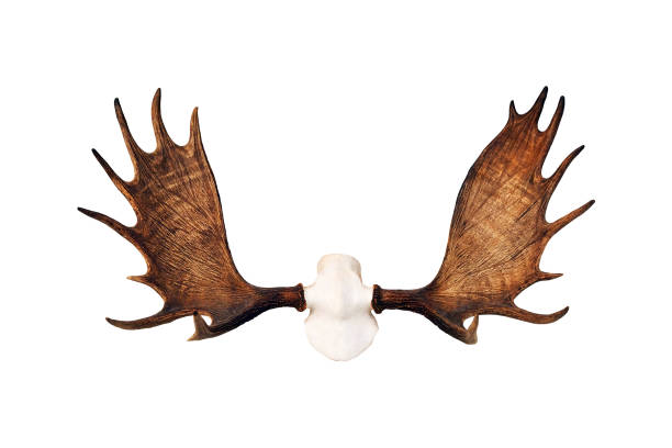 Detail Moose Antlers Png Nomer 12