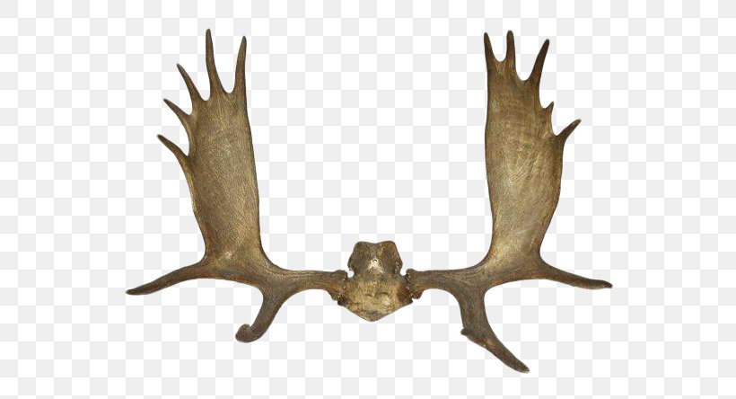 Detail Moose Antlers Png Nomer 16