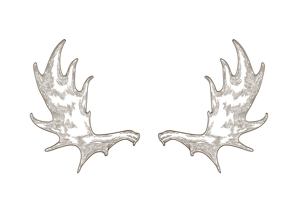Detail Moose Antlers Png Nomer 5