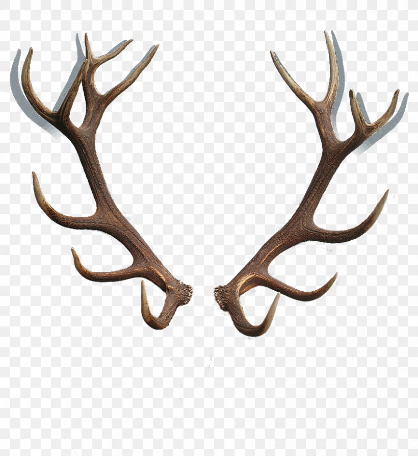 Detail Moose Antlers Png Nomer 8